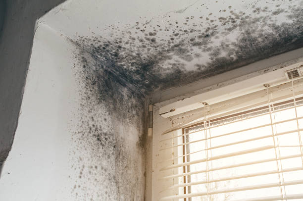 Affordable Bathroom Mold Removal solutions in Little Silver, NJ